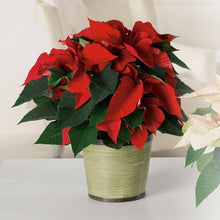 Load image into Gallery viewer, Red flashy Poinsettia business - from $33.34 Flower Arrangements, Flower, Florist, Print-a-Bunch Ottawa - Orleans Florist, Great for a Birthday and Anniversary 
