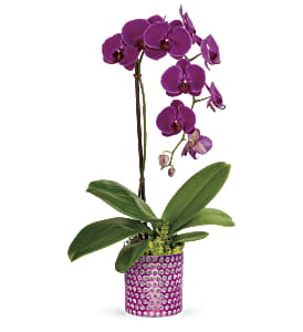 Orchid delivery for orleans or ottawa